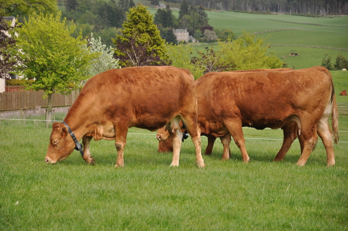 Fencing to go virtual in trials on Scottish hill units | Farm ...