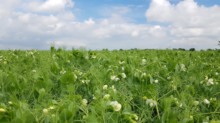 Trials show the benefit of cover crops in vining peas | Farm Contractor ...