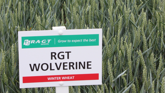 New Wheat Promises Bydv Control 