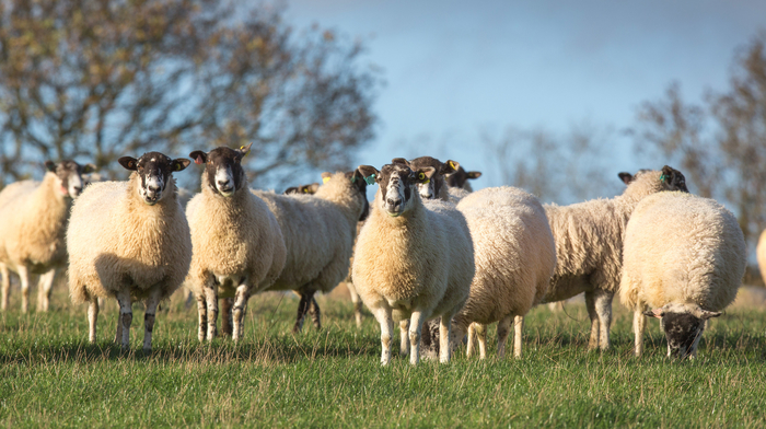 Ewe nutrition remains critical during early stages of pregnancy | Farm ...