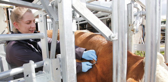 boost-for-cattle-tb-testing-farm-contractor-large-scale-farmer