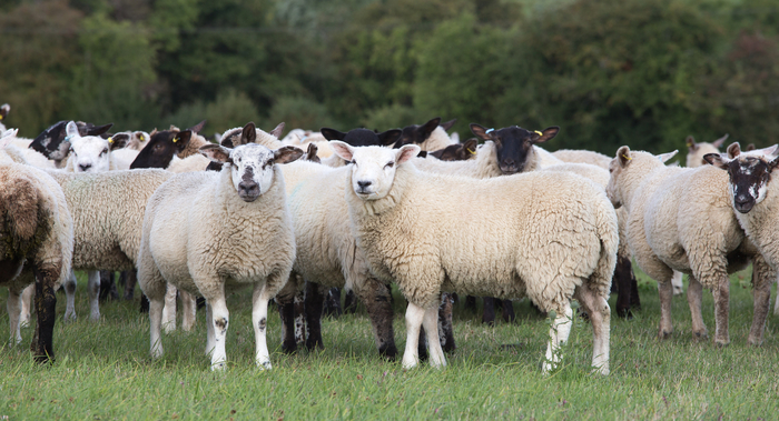 Supporting ewe nutrition pre and post lambing leads to heavier lambs at ...
