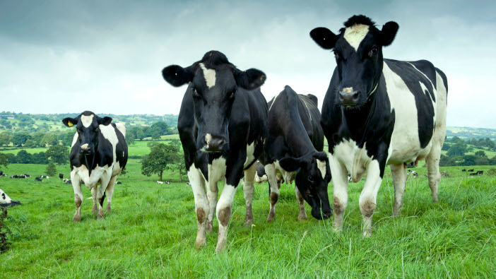Free webinar for dairy farmers as crucial transition period approaches ...