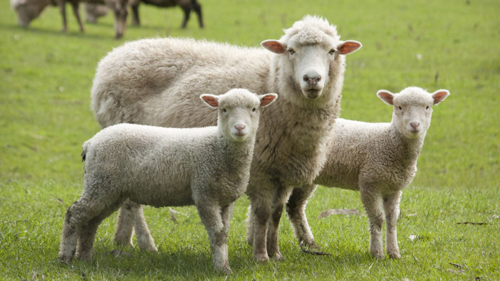 Correct fatty acids and proteins critical to ewe management | Farm ...