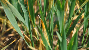 Early control needed for rust in wheat | Farm Contractor & Large Scale ...